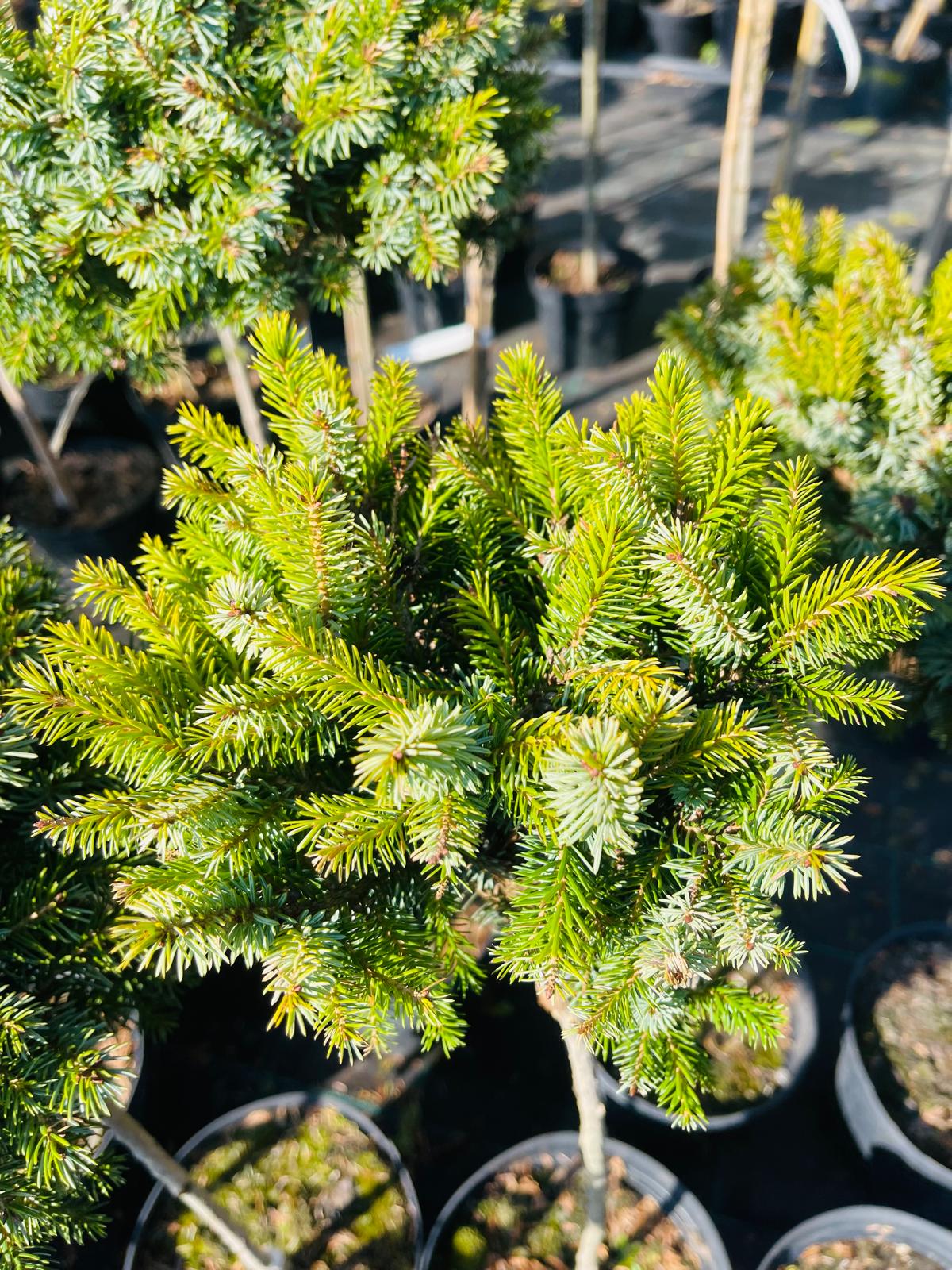 plant036 - Szkółka Ula Milczanowska